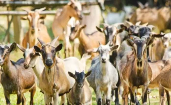 does goat farming profitable. goat farm near me. the goat farm​ing