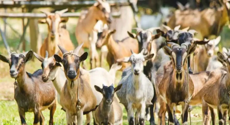 does goat farming profitable. goat farm near me. the goat farm​ing