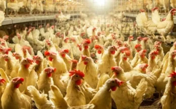 Which is the best method of poultry farming? poultry farming in australia. Which type of poultry farming is most profitable?