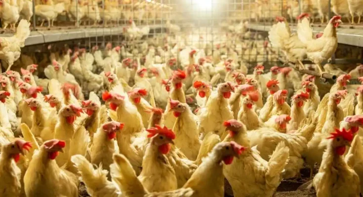 Which is the best method of poultry farming? poultry farming in australia. Which type of poultry farming is most profitable?