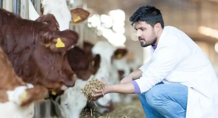 cow farming business plan. Cow farming for milk production showing healthy cows in a clean dairy farm environment. Dairy farming or cow farming.